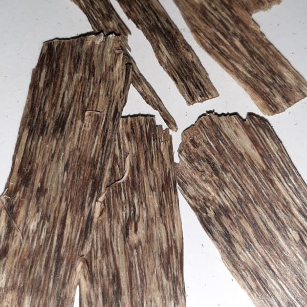 kayu gaharu malacensis
