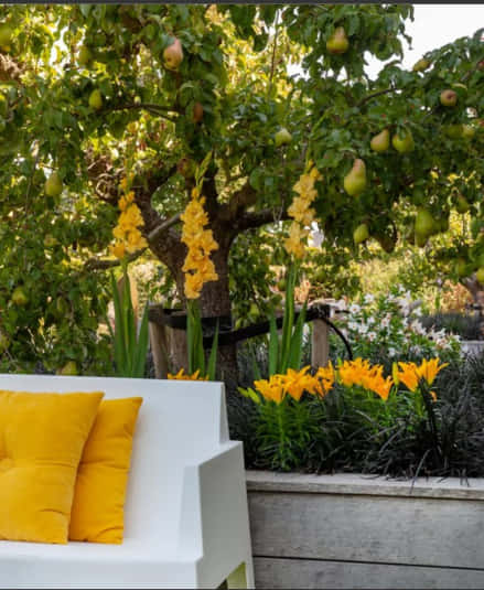 taman depan rumah minimalis lahan sempit dengan tanaman buah