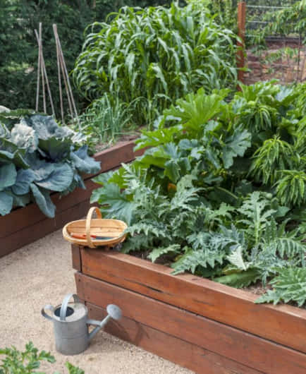 taman depan rumah minimalis lahan sempit tanaman organik
