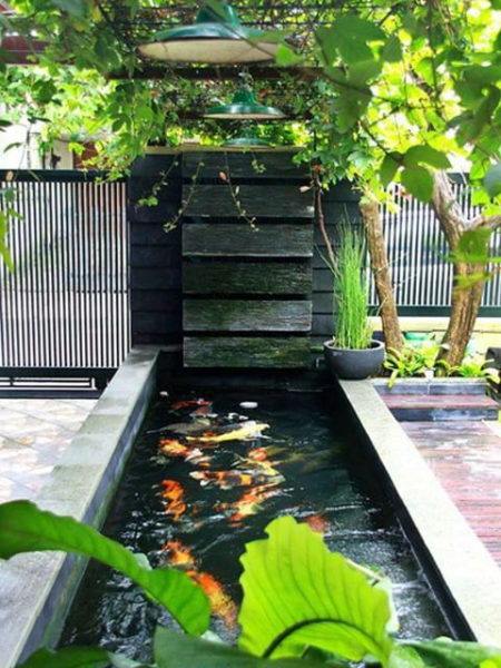 kolam ikan mini di teras rumah untuk ikan koi